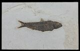 Knightia Fossil Fish - inch Layer #60995-1